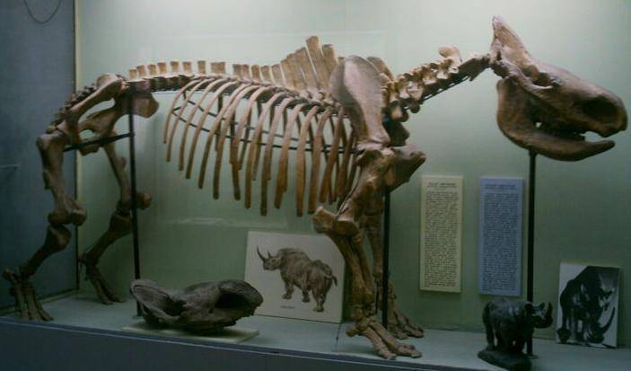 В Китае нашли окаменелости млекопитающих возрастом 25 млн лет
