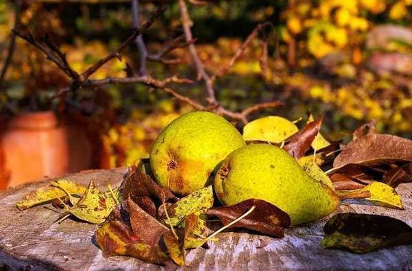 Какие плодовые деревья и ягодные кустарники лучше сажать осенью