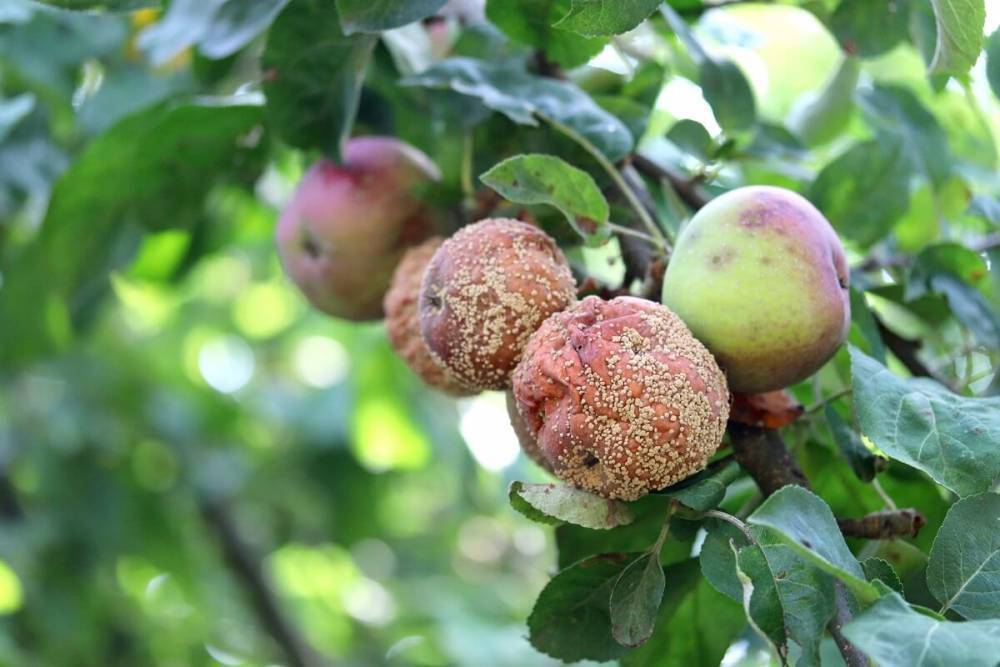 Плодовая гниль яблони – как спасти дерево?