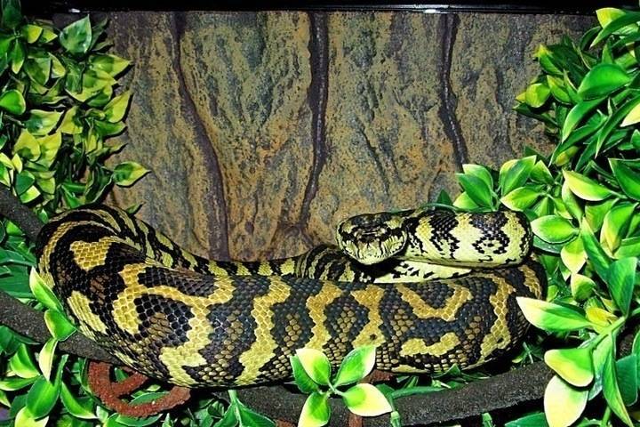 В Краснодаре у мужчины изъяли 16 редких змей