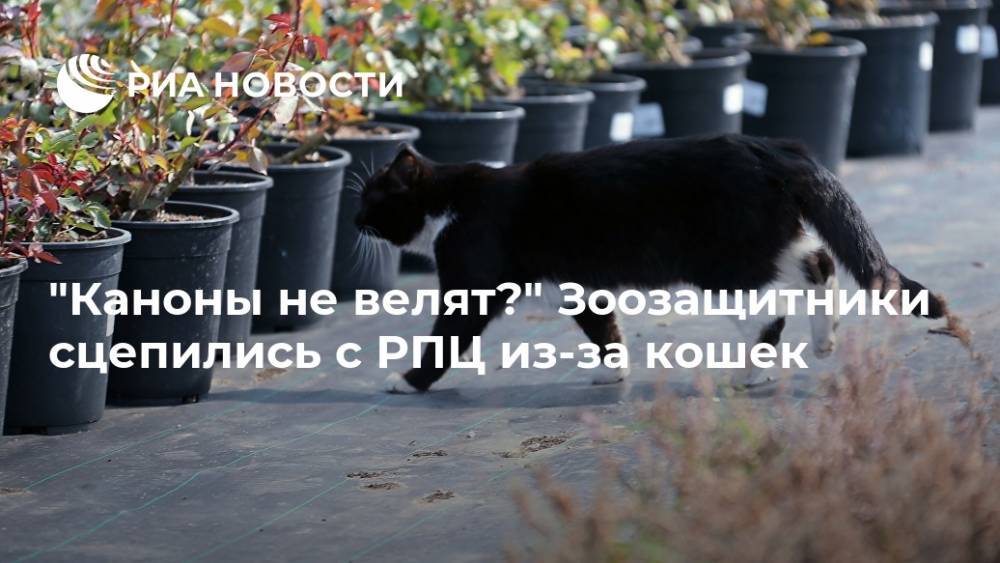 "Каноны не велят?" Зоозащитники сцепились с РПЦ из-за кошек