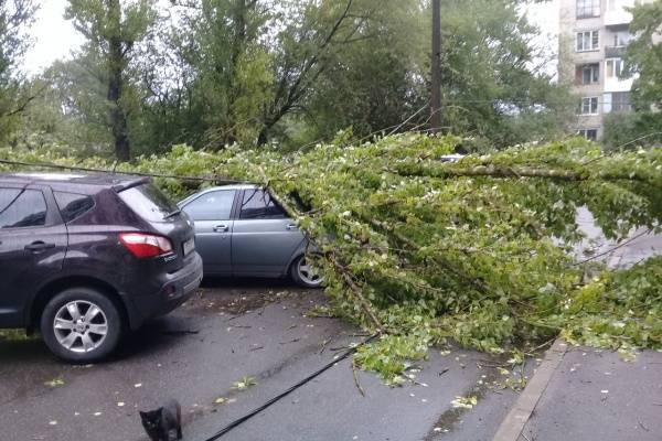 В Петербурге посчитали деревья, упавшие ночью из-за урагана