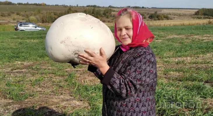 Четыре огромных гриба нашли жители Чувашии: "Приготовили, очень вкусно"