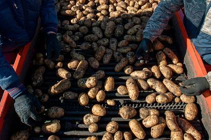 Российские ученые изучат иммунитет картофеля для его выращивания в Арктике