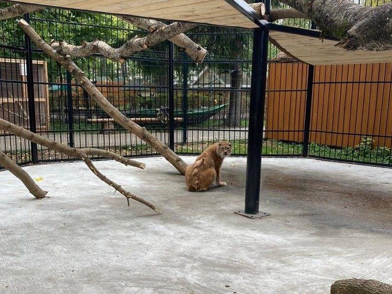 23-летняя рысь переехала в балахнинский зоопарк из «Мишутки»