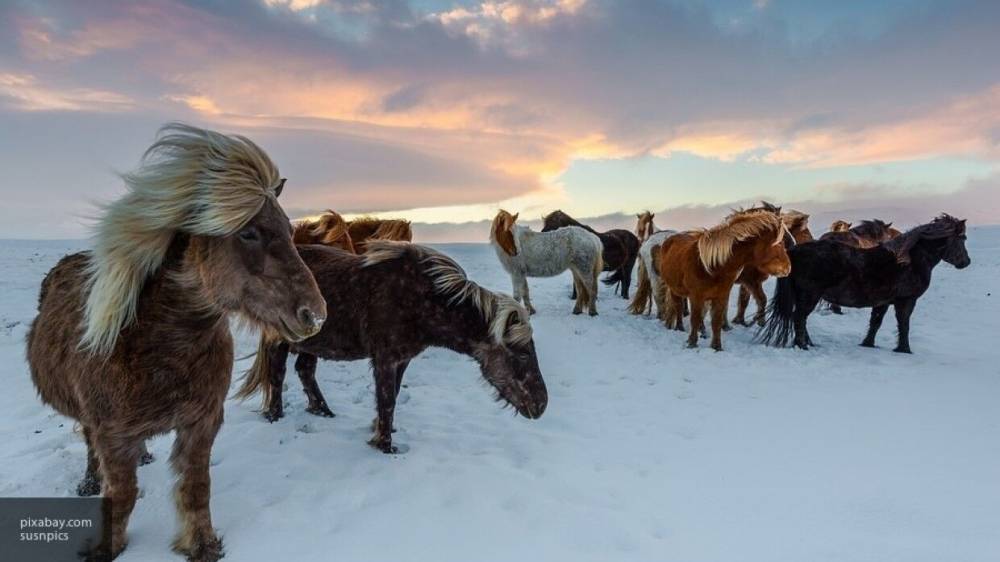 Исследователи выяснили возможное место одомашнивания лошадей
