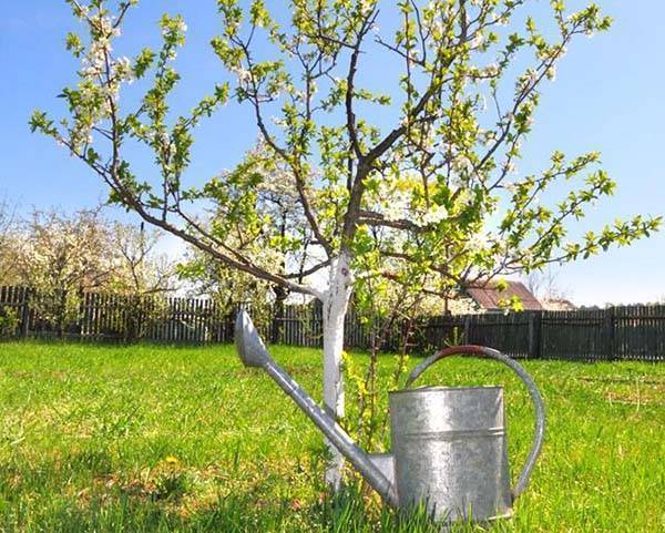 Как правильно поливать яблоню и другие плодовые деревья весной, летом и осенью: сколько воды нужно для полива