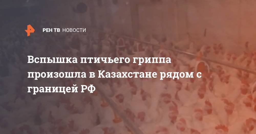 Вспышка птичьего гриппа произошла в Казахстане рядом с границей РФ