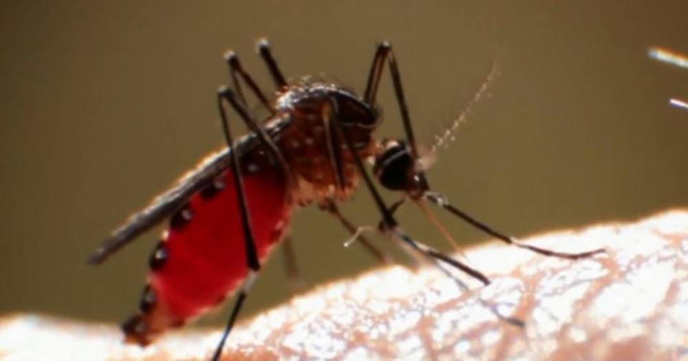 Ученые выяснили, что укусы комаров смертельно опасны