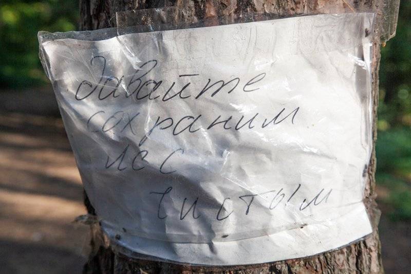 Воронежский губернатор назвал причины приостановки вырубки деревьев в Северном лесу