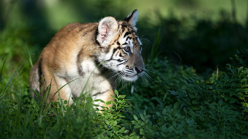 В Московском зоопарке родились четыре амурских тигрёнка