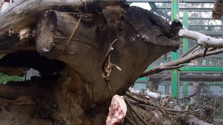 Новосибирский зоопарк показал видео с необычном кормлением фоссы
