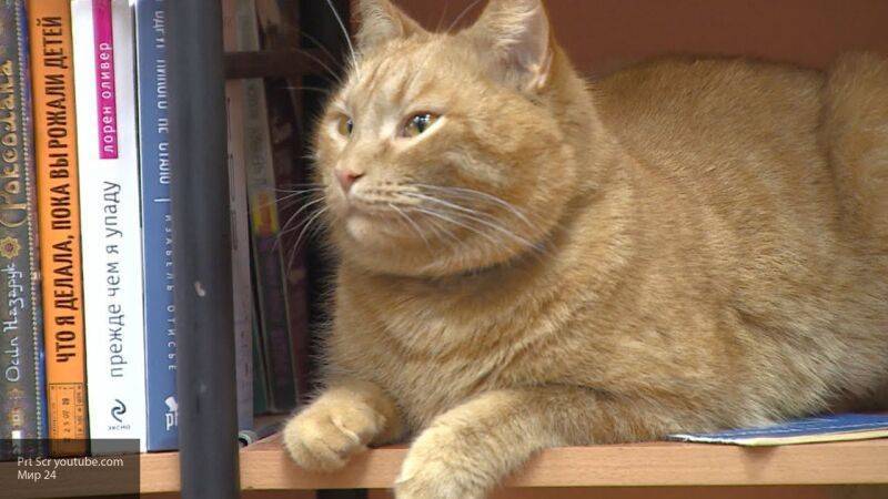 Зооюрист боится, что убийца кота-библиотекаря из Твери избежит наказания
