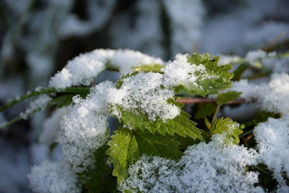 В некоторых регионах России выпал первый снег