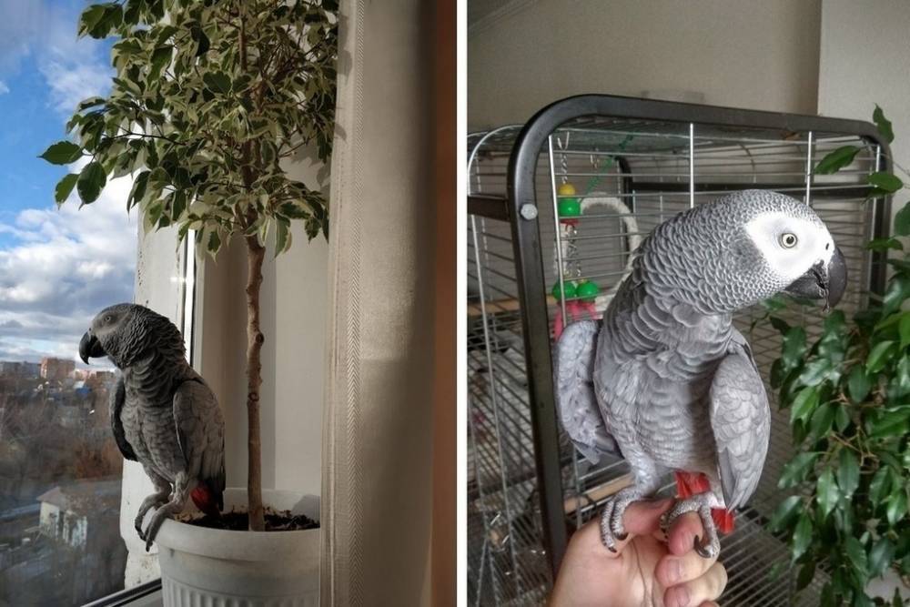В Челябинске ищут попугая из Западной Африки