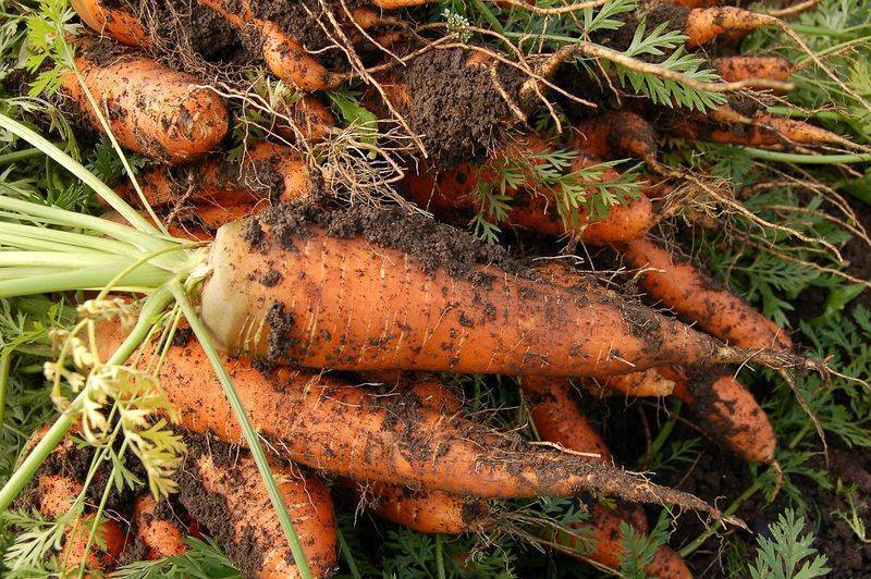 Когда убирать морковь с грядки и как правильно ее хранить