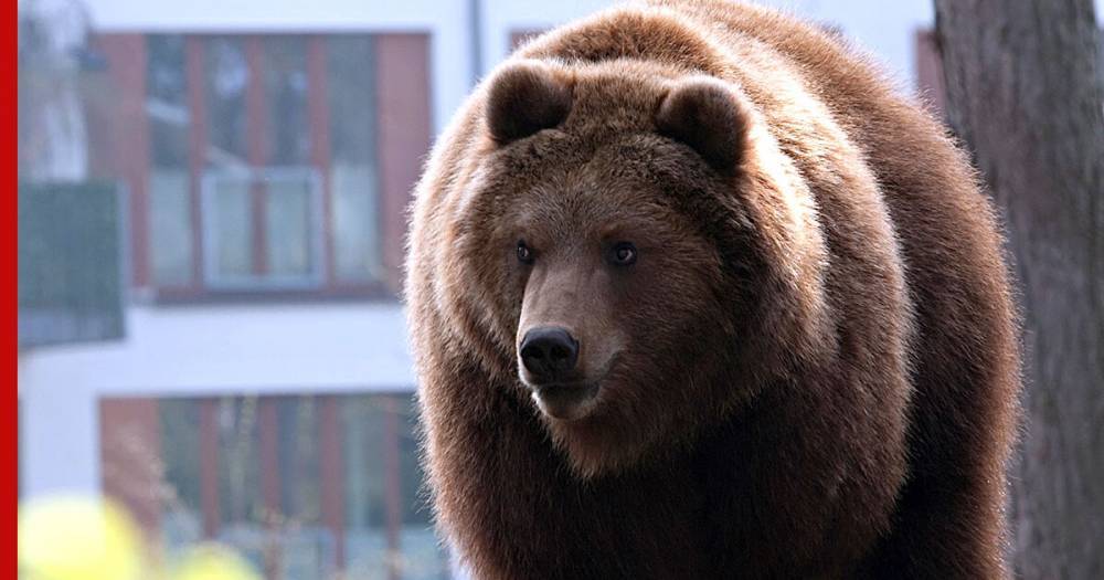 Хабаровская полиция вышла «на охоту» из-за медведя в городе: видео