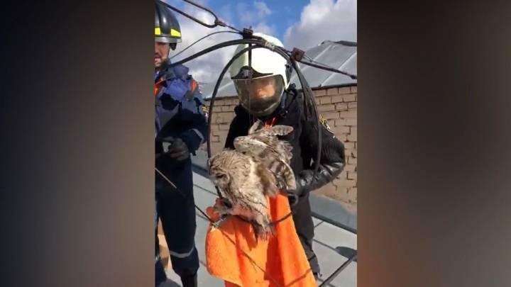 С крыши дома в центре Москвы спасли атакованную воронами сову