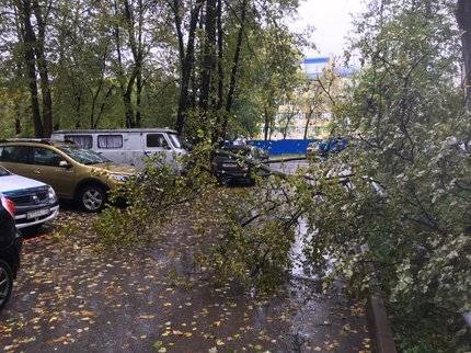 В Уфе после сильного ветра оказались повалены деревья, разбиты машины и оборваны линии электропередач