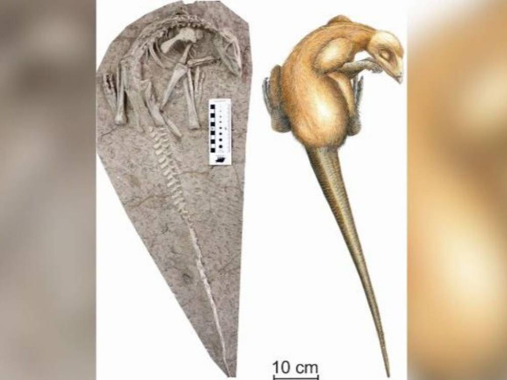 В Китае обнаружили останки ранее неизвестных динозавров