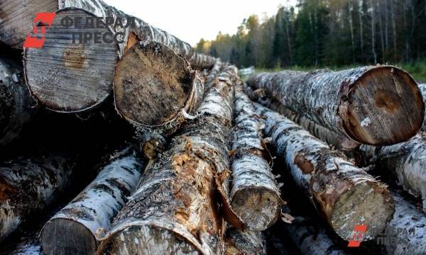 Томских чиновников подозревают в организации незаконных рубок леса