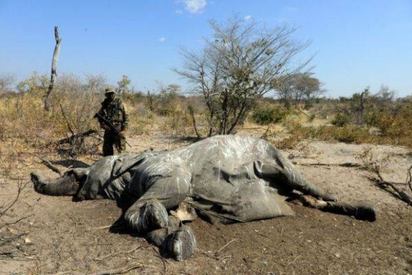 Учёные назвали водоросли причиной массовой гибели слонов в Ботсване