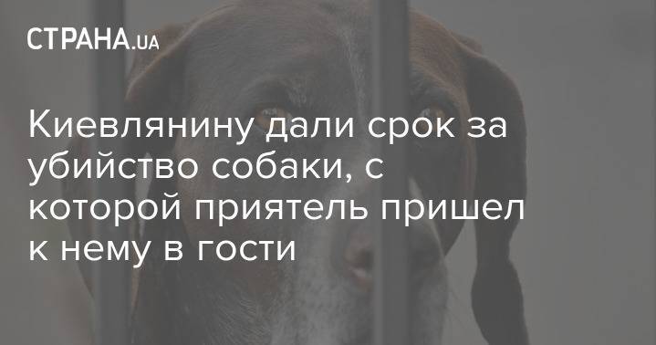 Киевлянину дали срок за убийство собаки, с которой приятель пришел к нему в гости