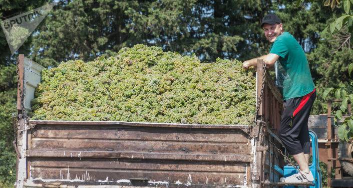 Ртвели 2020: стоимость сданного винограда превысила 130 миллионов лари