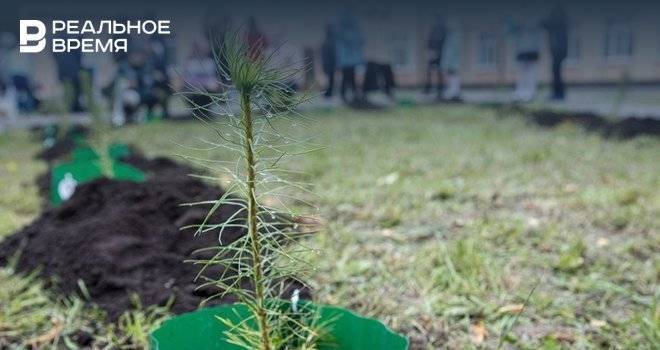Для масштабной посадки деревьев в Татарстане подготовили миллион саженцев