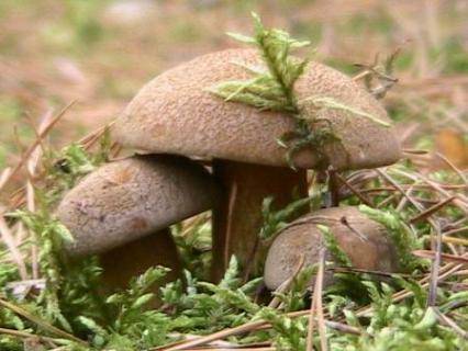 Заячий гриб (гриб каштановый, гиропор каштановый). Описание гриба
