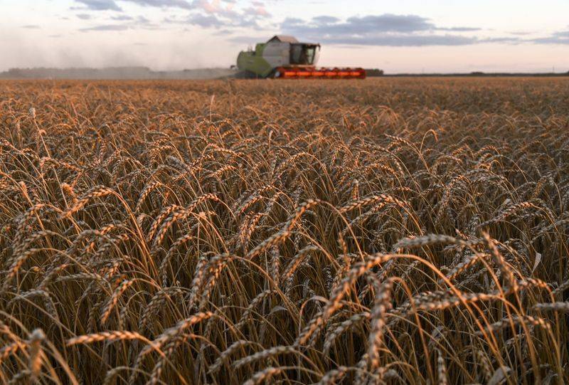 Египет закупил 405.000 т российской пшеницы на очередном тендере