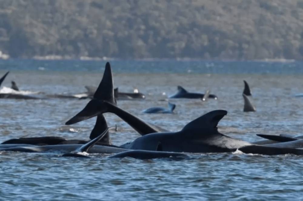 У берегов Австралии ученые пытаются спасти застрявших на мели китов: треть животных не выжила (фото и видео)