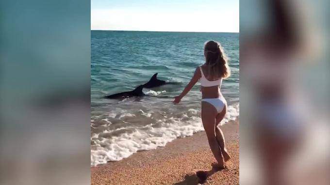 Россиянка сняла на видео "шоу" дельфинов в Черном море в Крыму
