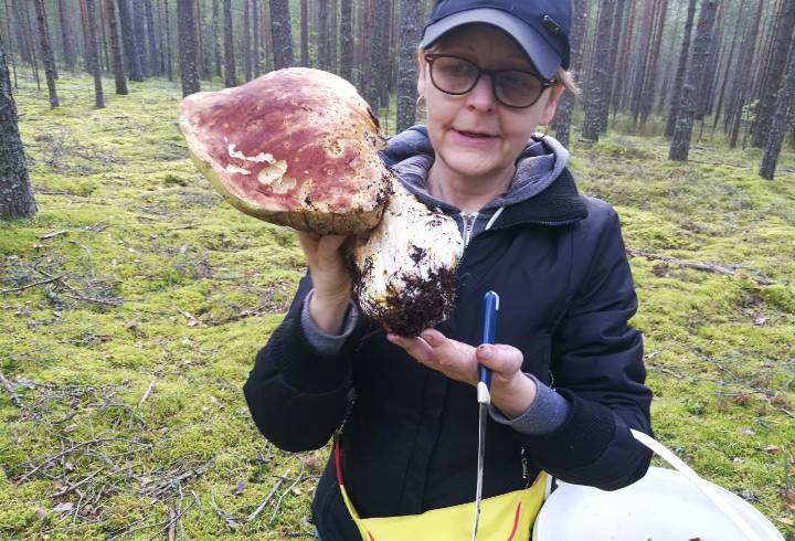 Возле Соснового Бора нашли гигантский белый гриб