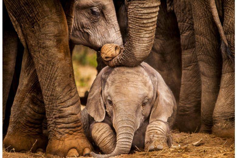 Слоны из Берлинского зоопарка всей семьёй переезжают на новое место жительства