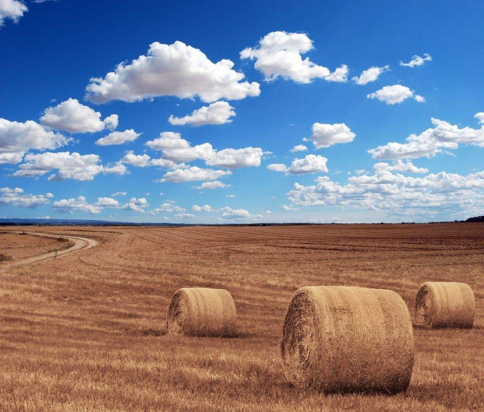 Зарубежные СМИ признали «ошеломительный прорыв» России на мировом рынке пшеницы