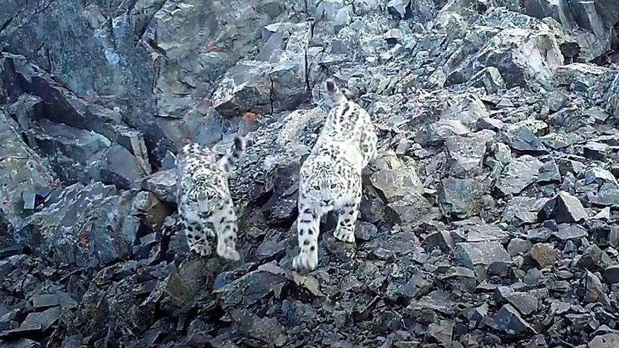Котята снежного барса попали в фотоловушку на Алтае