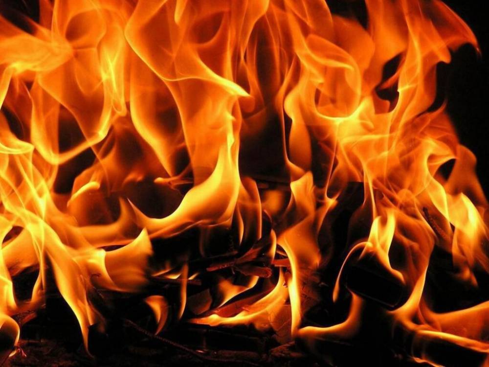 В Николаевской области горел лес: предварительно поджог