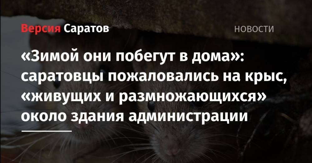 «Зимой они побегут в дома»: саратовцы пожаловались на крыс, «живущих и размножающихся» около здания администрации
