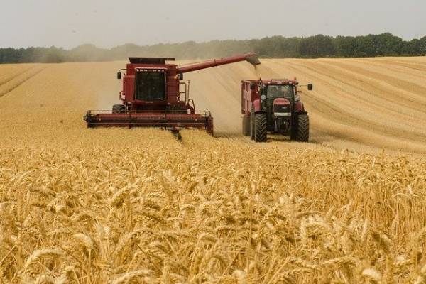 Западные эксперты признали господство России на мировом рынке пшеницы