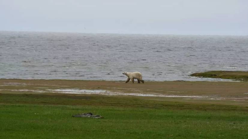 В WWF России рассказали о заповеднике «Медвежьи острова» в Якутии