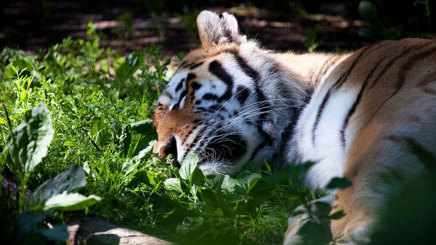 Неизвестные в Приамурье убили краснокнижкого тигра Павлика