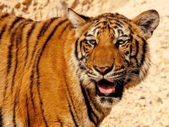 Амурский тигр Павлик найден убитым