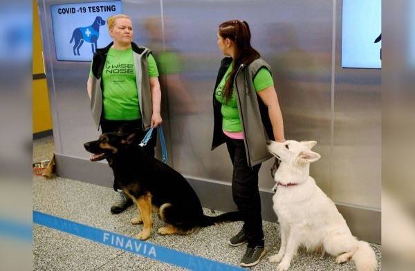 В Финляндии собак научили распознавать коронавирус у людей