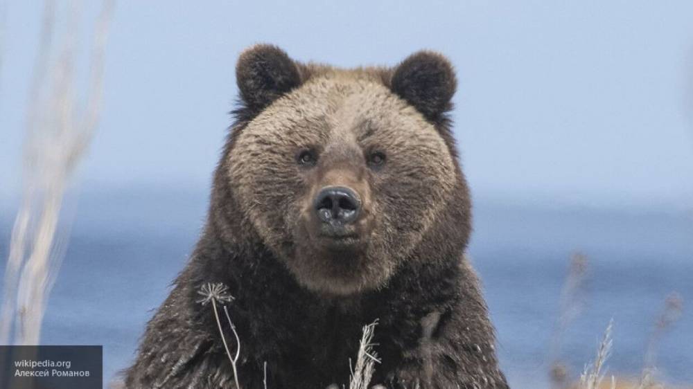 Житель Сахалина лишился беспилотника во время съемки медведей