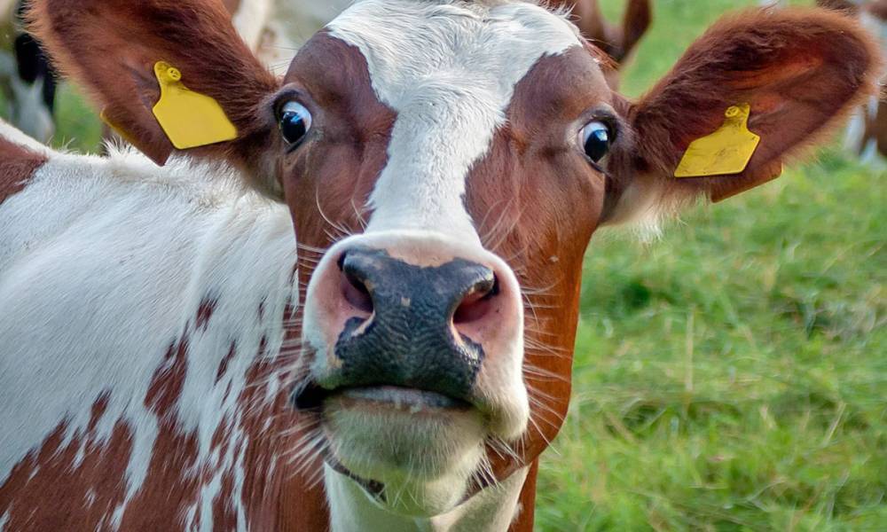 Минсельхоз завысил на 70 процентов объемы производства молока в Карелии