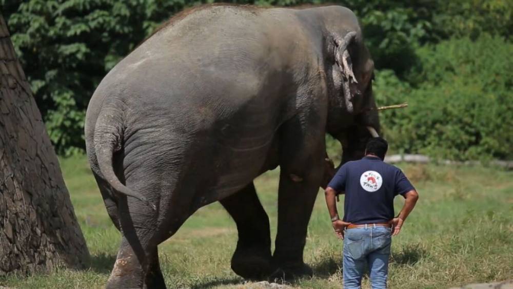Самый одинокий слон в мире поедет искать новых друзей в Камбоджу.