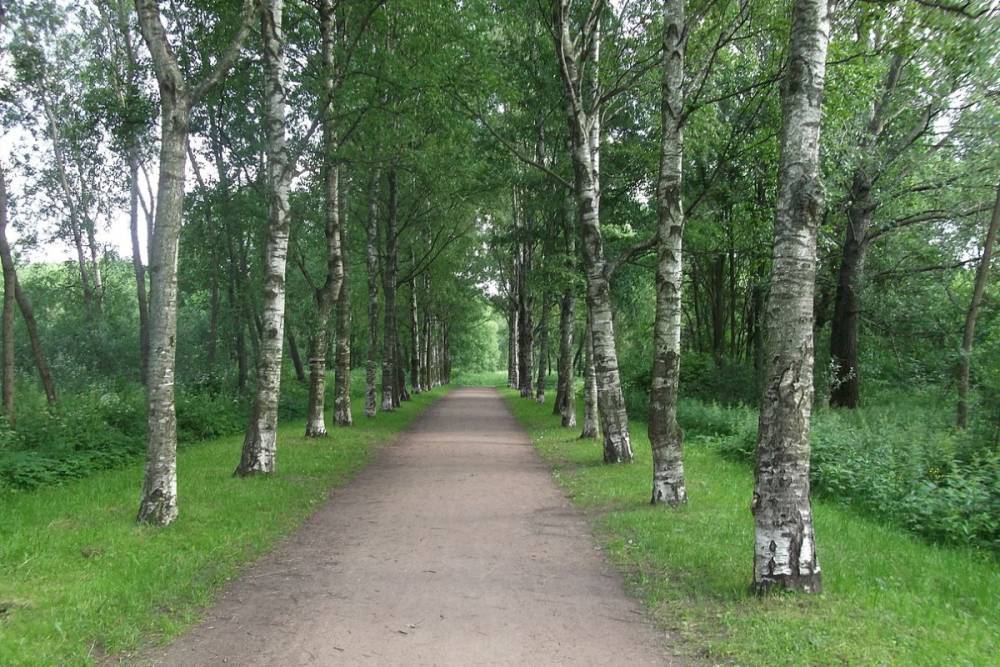 Петербуржцы борются против сжигания деревьев в Полежаевском парке