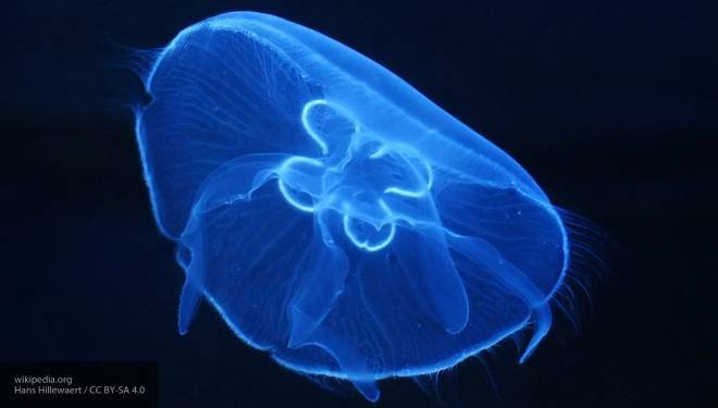 Опасные медузы выплыли к некоторым пляжам в Сочи