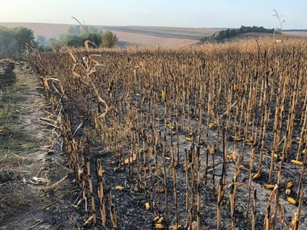 В Полтавской области крупный пожар на зерновых полях: 130 гектар кукурузы охвачено огнем